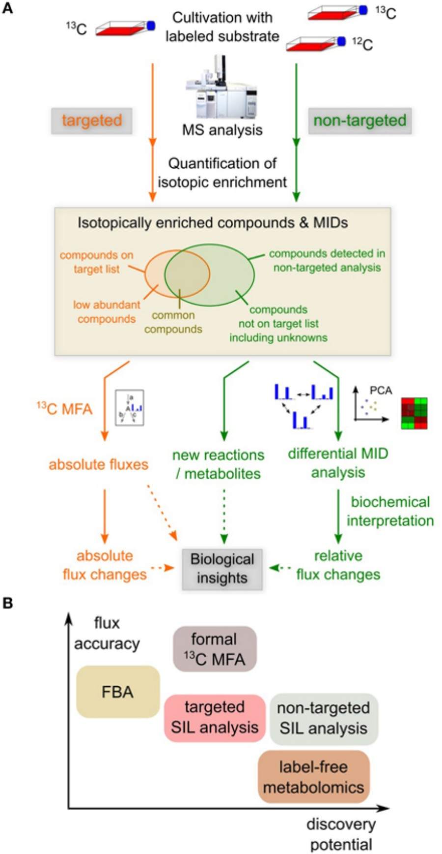 Isotopic Labelling Studies Example Toxic Metabolite Detection with Isotope Labeling - Isotope / BOC Sciences